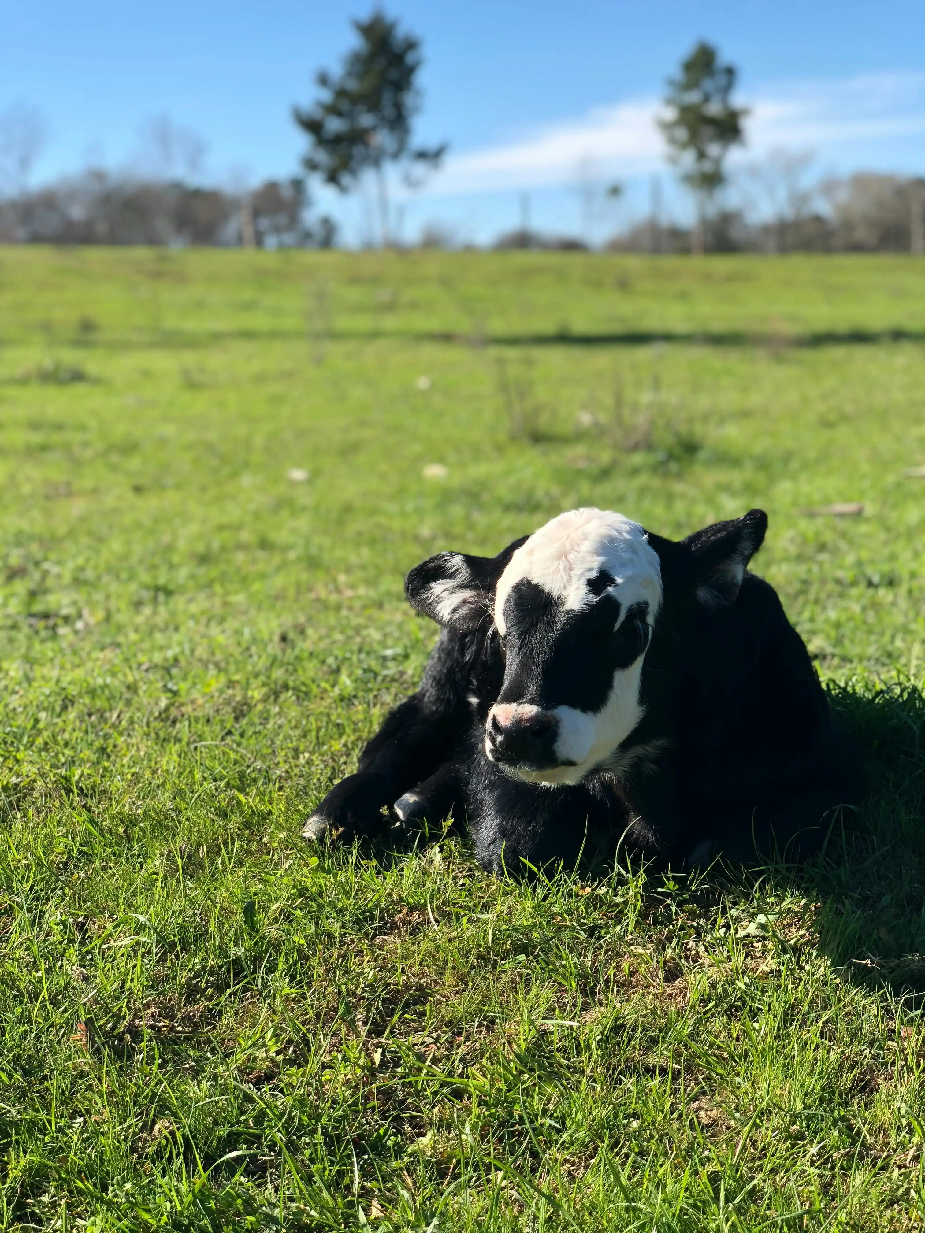 Vacas de Ganadería El Seco en el prado